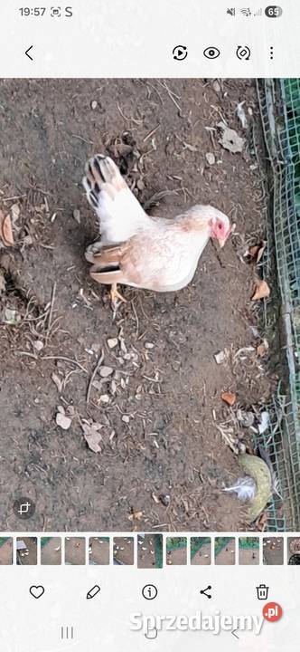 Kurki sarama malezyjska Tylmanowa