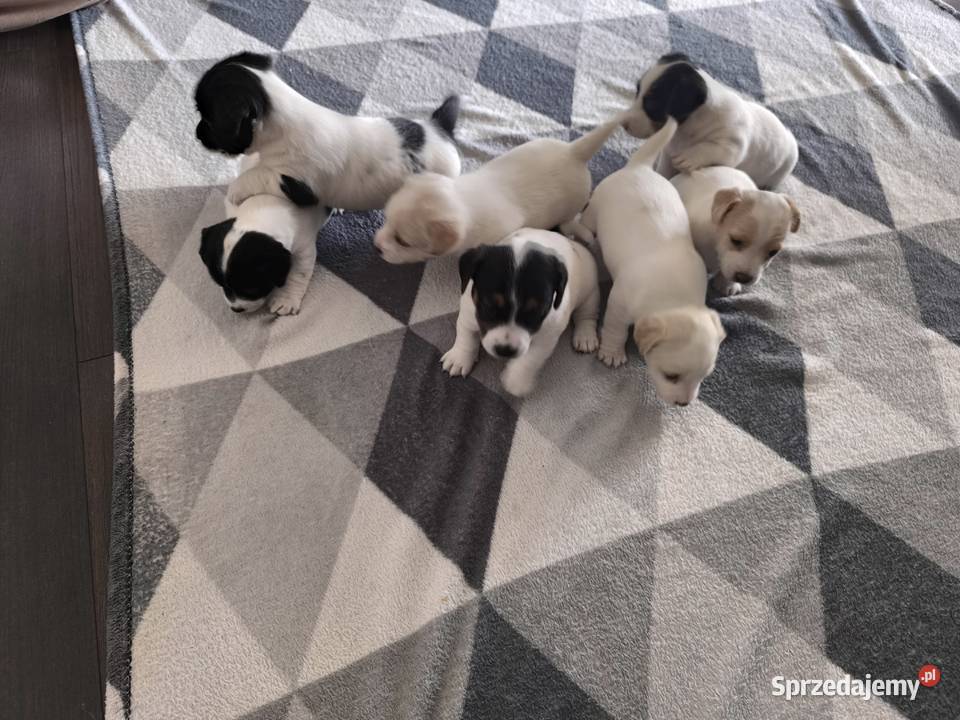 Jack Russell Terrier Łowce