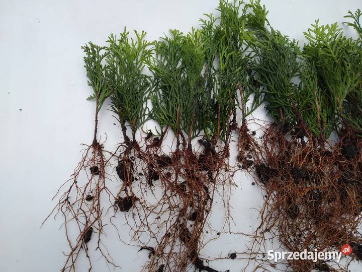 Tuja Smaragd około 15 sadzonka goły korzeń sprzedam