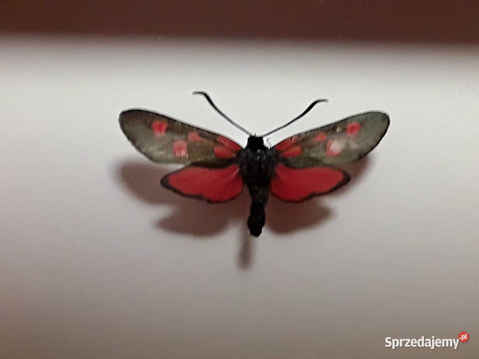 Motyl w ramce 10x8 Zygaena trifolii Kraśnik zachodniopomorskie Szczecin