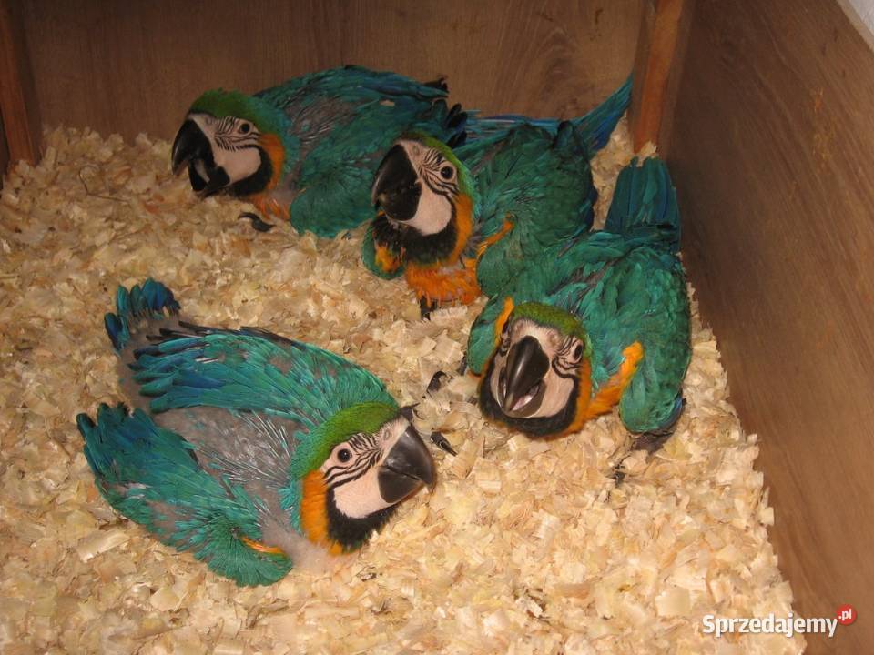 Ararauna oswojona ręcznie karmiona śląskie