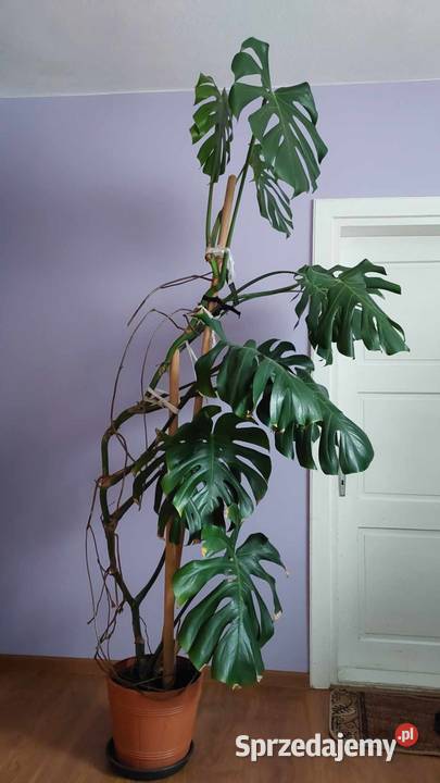 Monstera o wysokości 190 Pstrągowa
