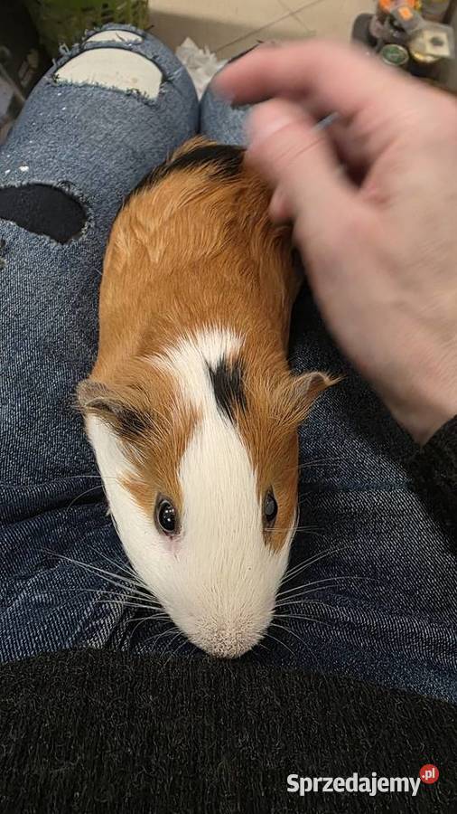 Świnka morska cavia domowa cawia Tarnów