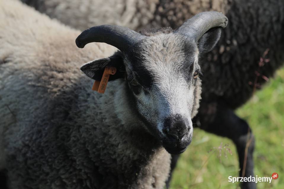 Owce rasy Shetland śląskie Dzięgielów