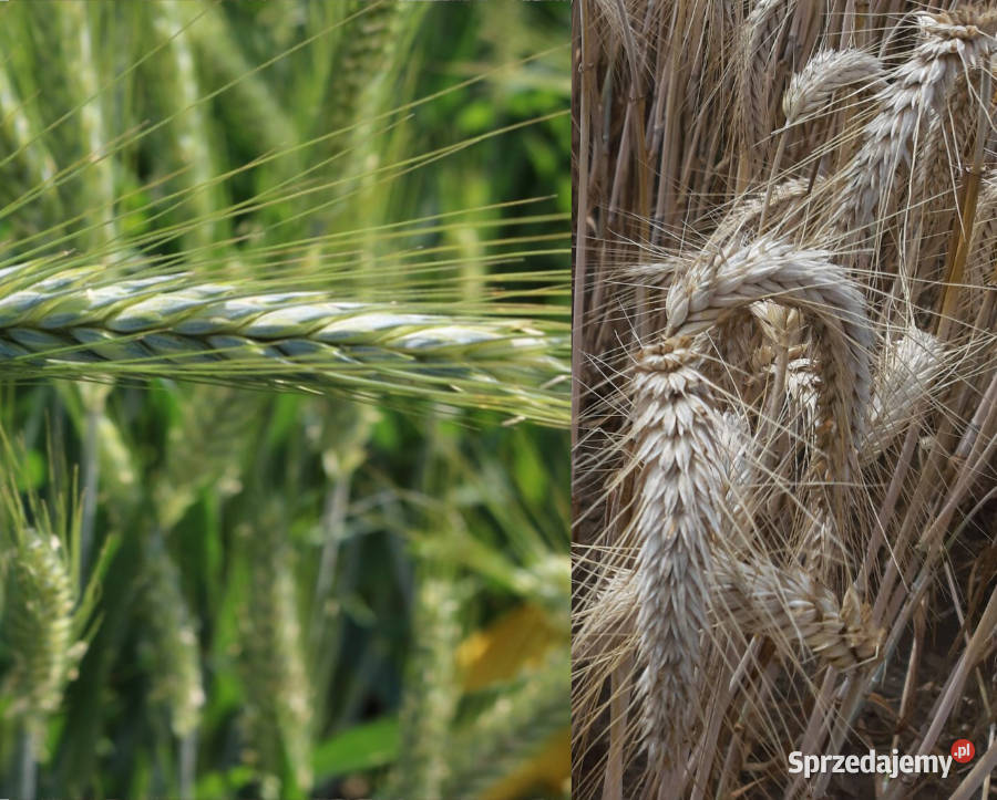 Pszenżyto ozime Panaso Tributo materiał siewny Gostyń