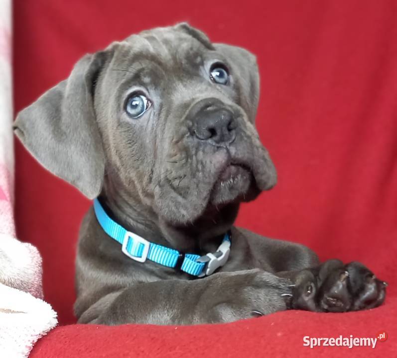 Cane Corso sunia Ksin Fargo Fci Lipno