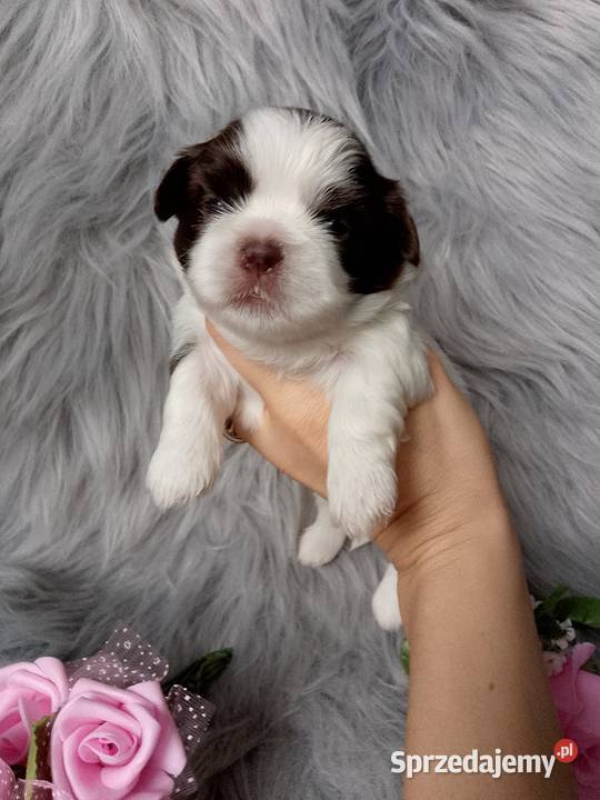 Piękna biało czekoladowa suczka rasy ShihTzu Namysłów