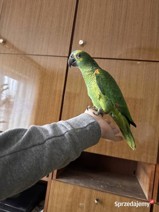 Amazonka niebieskoczelna samica Ptaki sprzedam