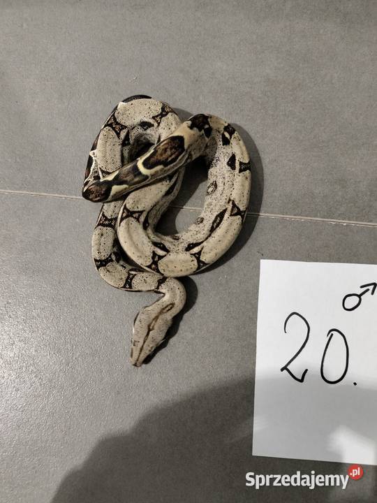 Boa cesarskie samce cb26 Połomia