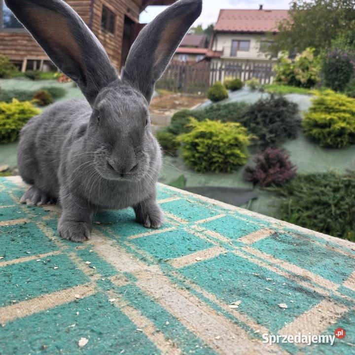 Sprzedam samice son bez rodowdu Łostówka