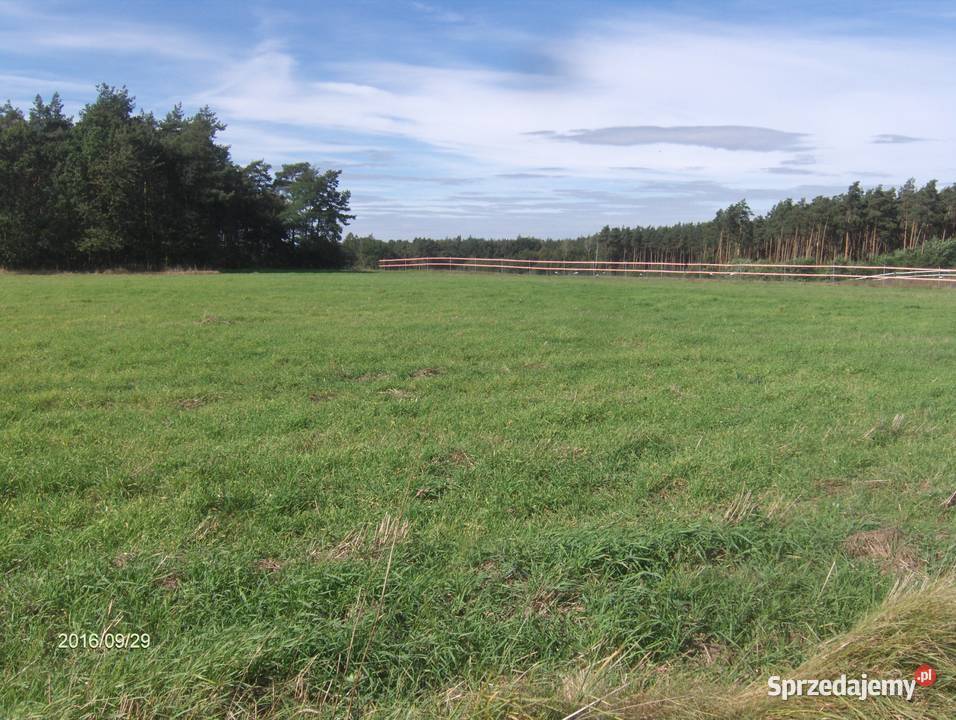 Wydzierżawię 75 hektara gruntów rolnych w Kraśnik Dolny