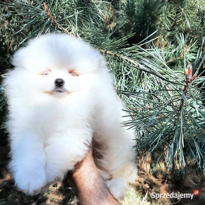 Szpic miniaturowy pomeranian chlopak łódzkie Pabianice sprzedam