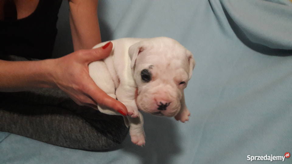 Dog argentyński szczenięta z rodowodem Jaworzno sprzedam