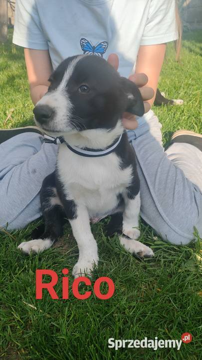 Szczeniaki border collie Studzianna