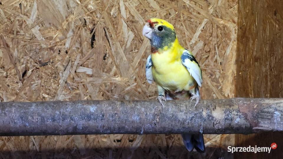 Rozelle królewskie lubuskie Jasień