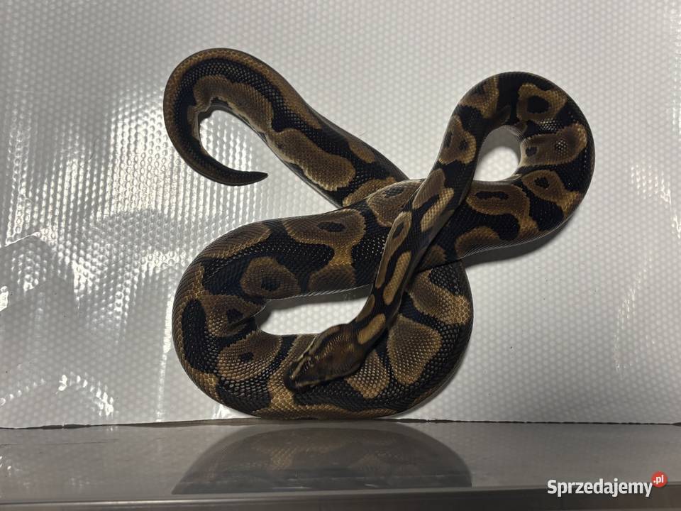Python regius pyton królewski samica Kraków