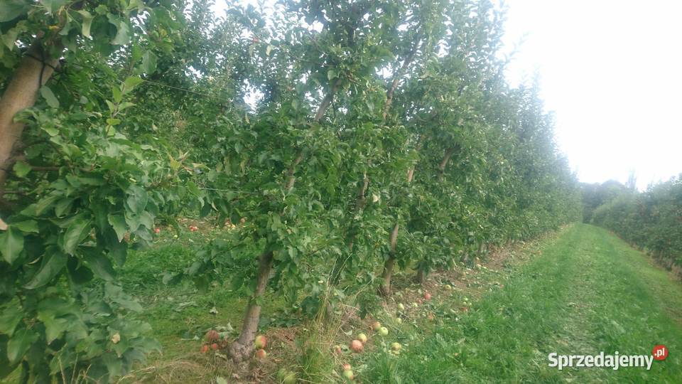 SPRZEDAJEMY CZAS DUŻE DRZEWA OWOCOWE małopolska małopolskie Jodłownik