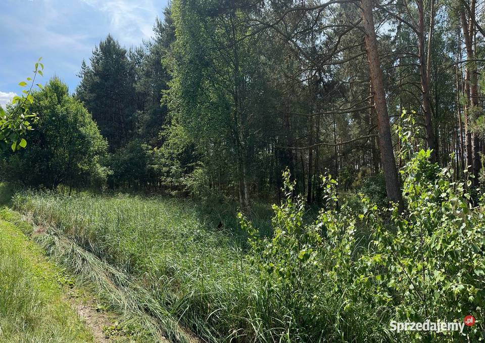 Działka w otulinie lasu Trzebule