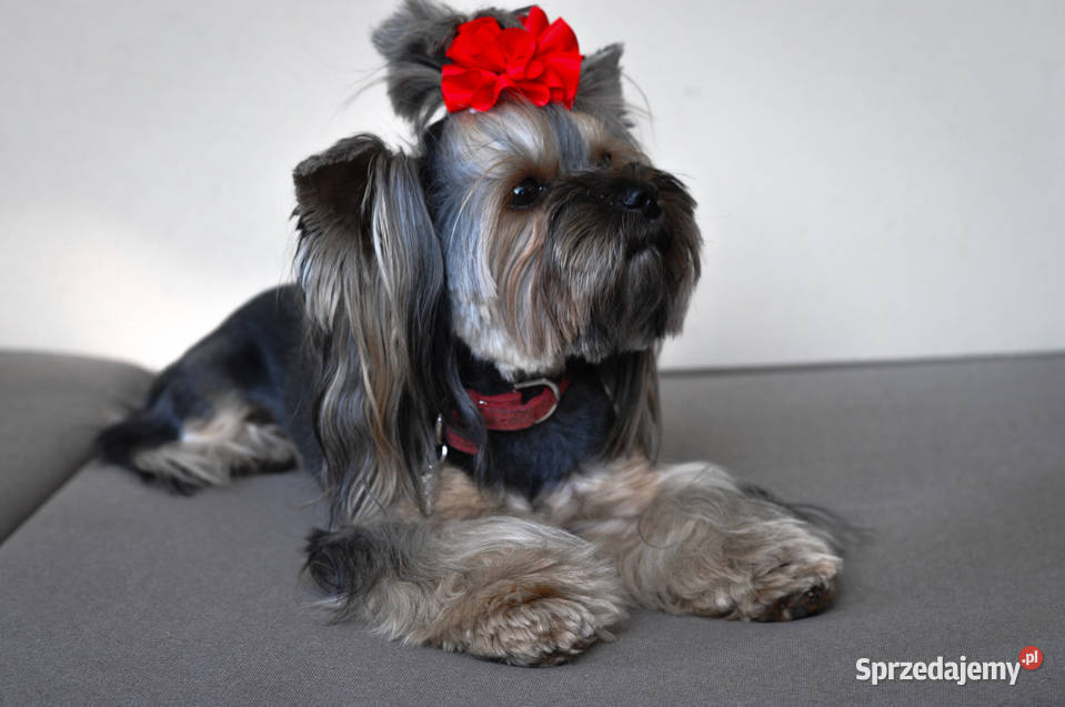 Yorkshire Terrier zapowiedź miotu