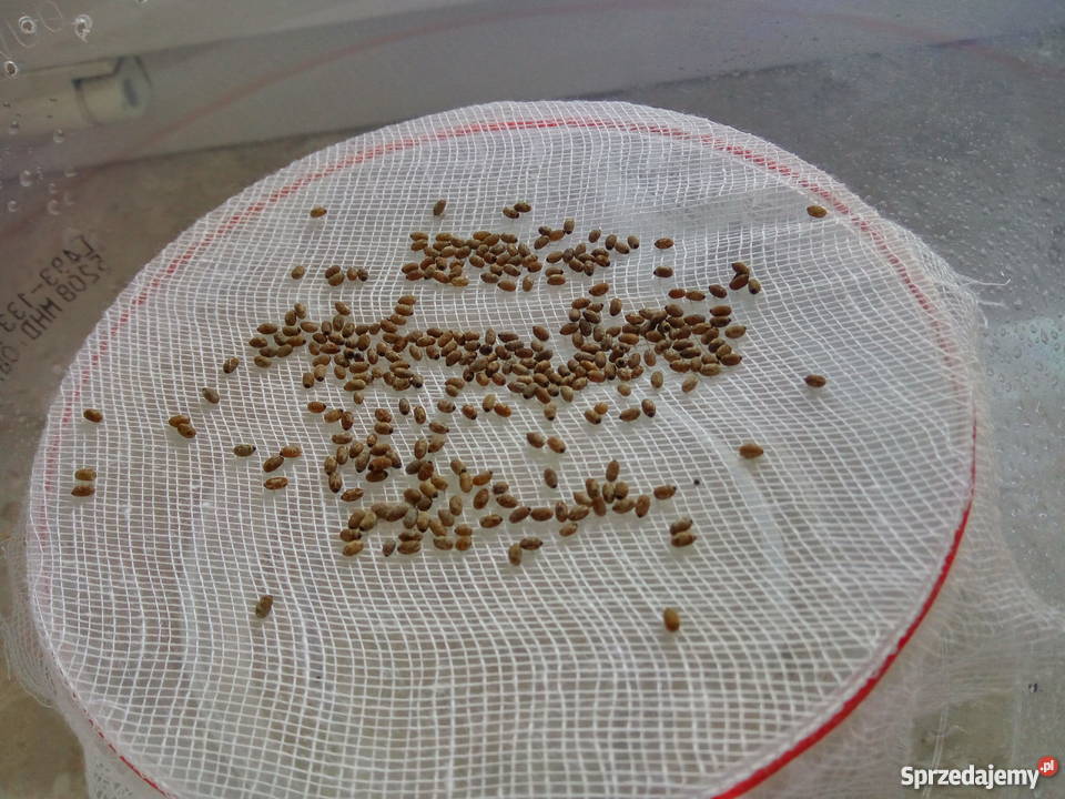 Patyczaki rogate młode świerzo wyklute jaja Machowa