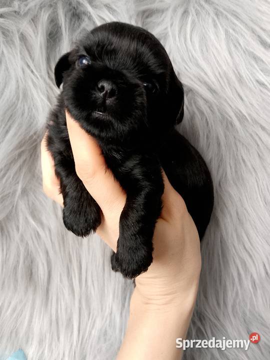 Piękny czarny piesek rasy ShihTzu Namysłów