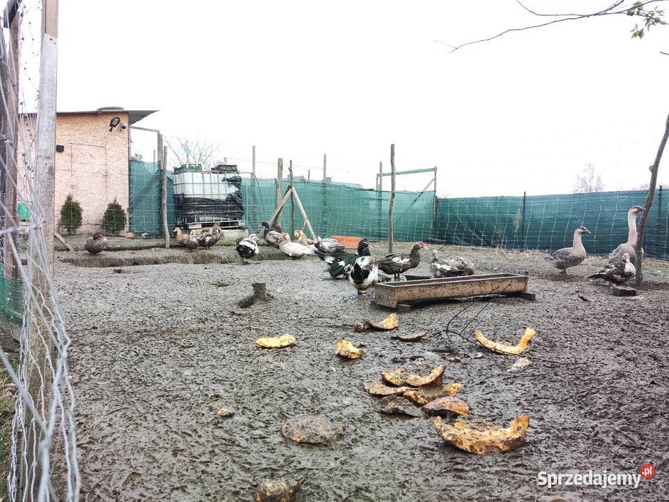 Sprzedam zwierzęta widoczne na zdjęciach Tanio Kraśnik sprzedam