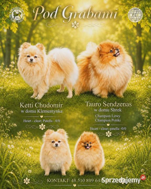 Szczeniaki# pomeranian # do rezerwacji