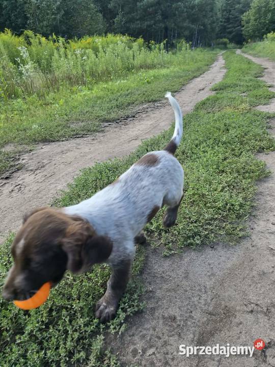 Polski Spaniel Myśliwski szczenię HARRY Pozostałe