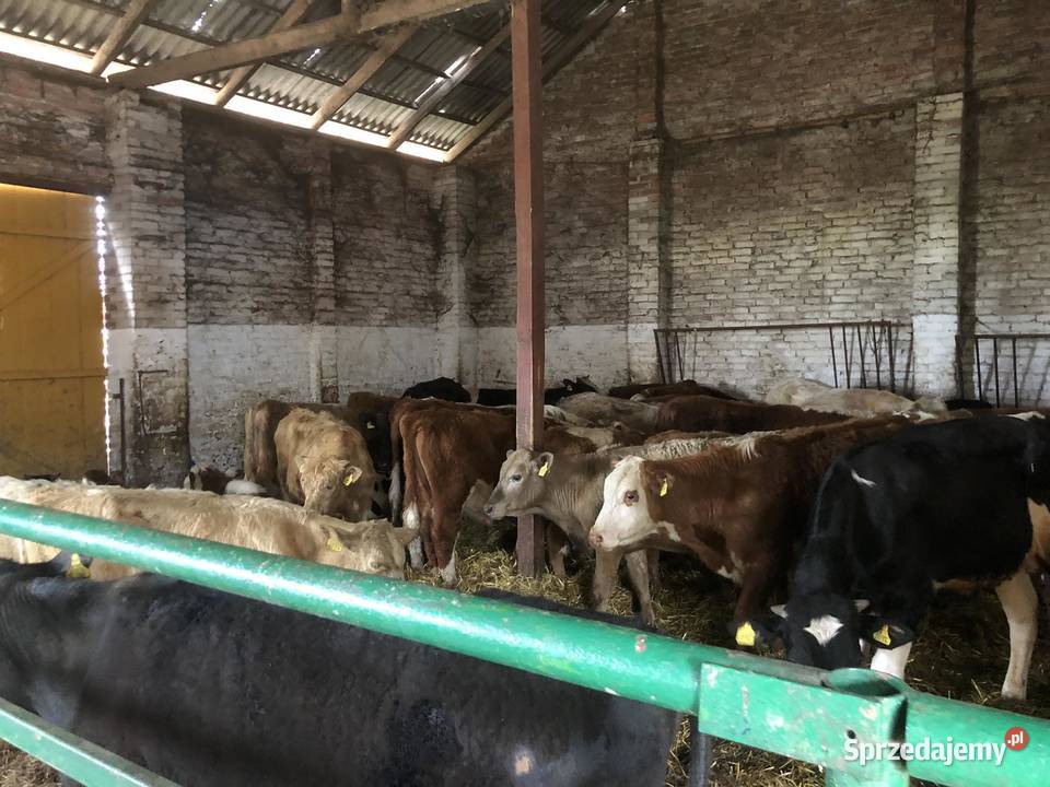 JALOWKI MIESNE BYKI Bydło mięsne Kucharówka sprzedam