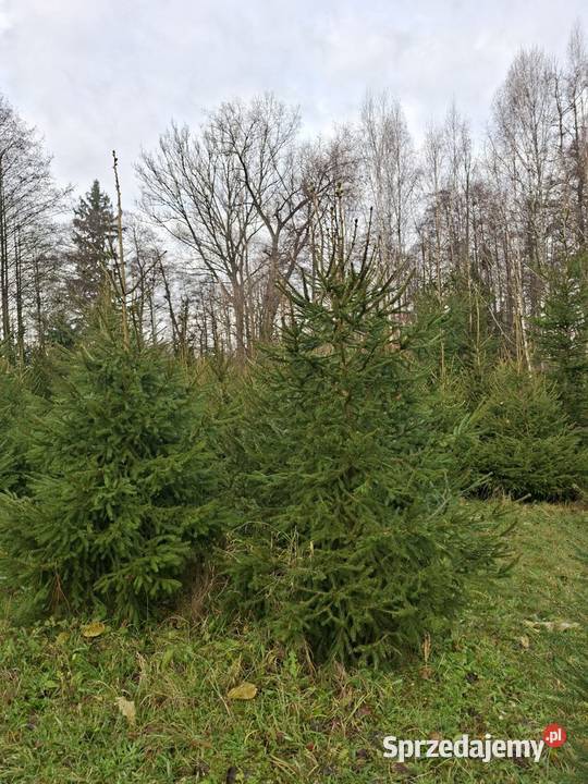 Sprzedaż choinek Godzianów