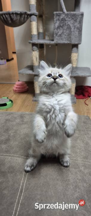 KOCUREK Neva Masquerade rodowód FPL Stary Broniszew