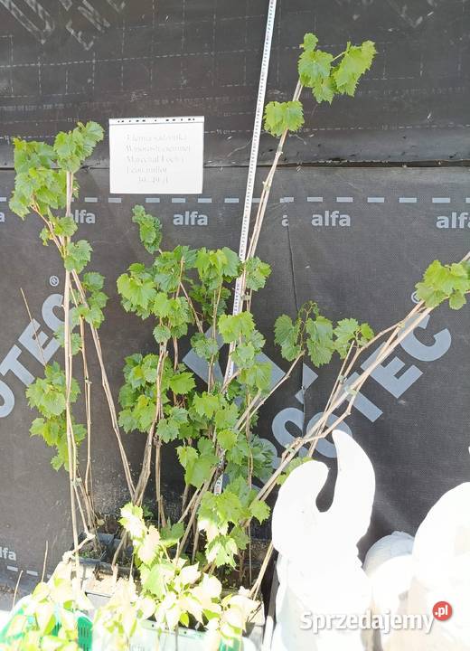 Sadzonka trzyletniej winorośli ciemnej 50150 świętokrzyskie Dwikozy