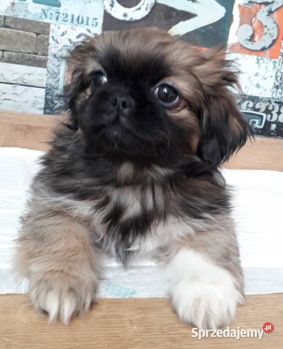Pekińczyki gotowe do zmiany domu Pekińczyk sprzedam