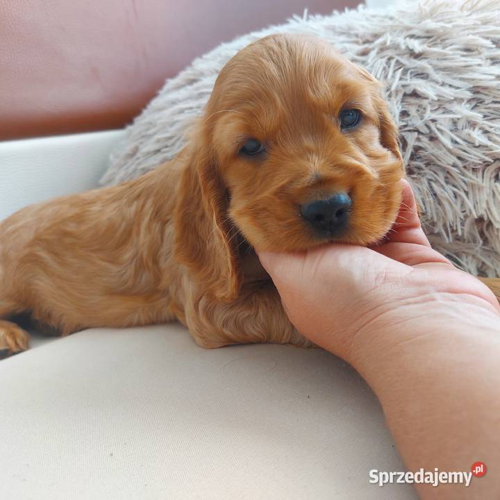 Cocker spaniel angielski suczka złota Moroczyn sprzedam