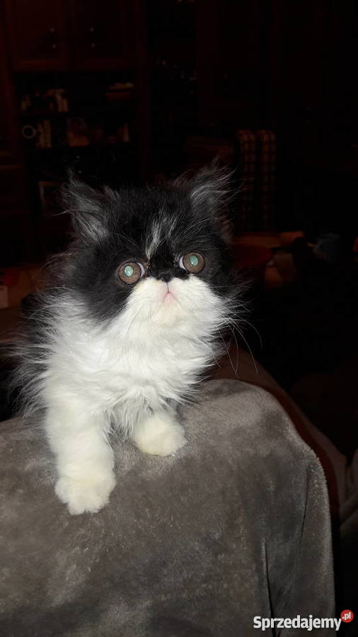 kotykotkikocięta perskie Bydgoszcz sprzedam