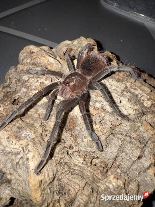 Pamphobeteus sp cascada 4DC podrostek Kraków