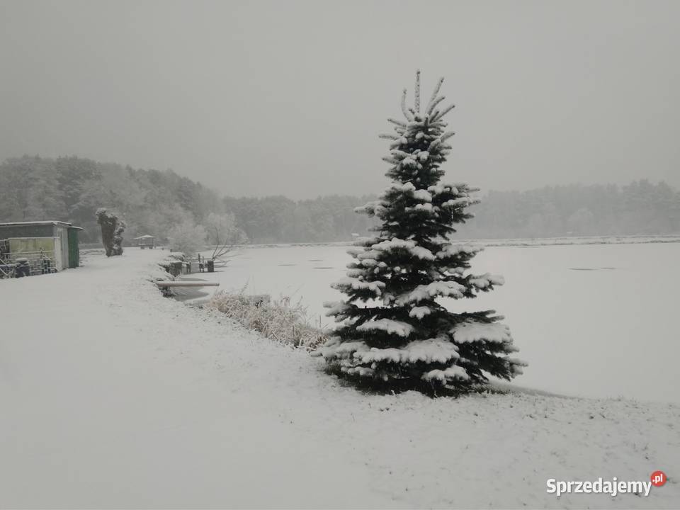 Stawy hodowlane rybne las działka 542 ha Działka Krężnica Jara sprzedam