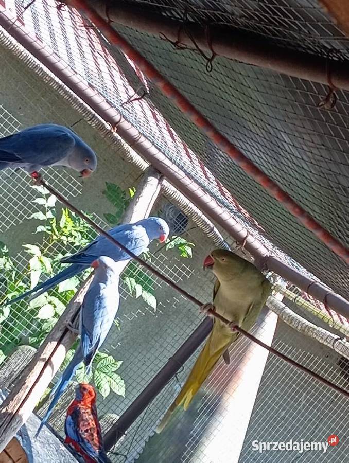 Aleksandretta obrożna Ptaki Ochodza sprzedam