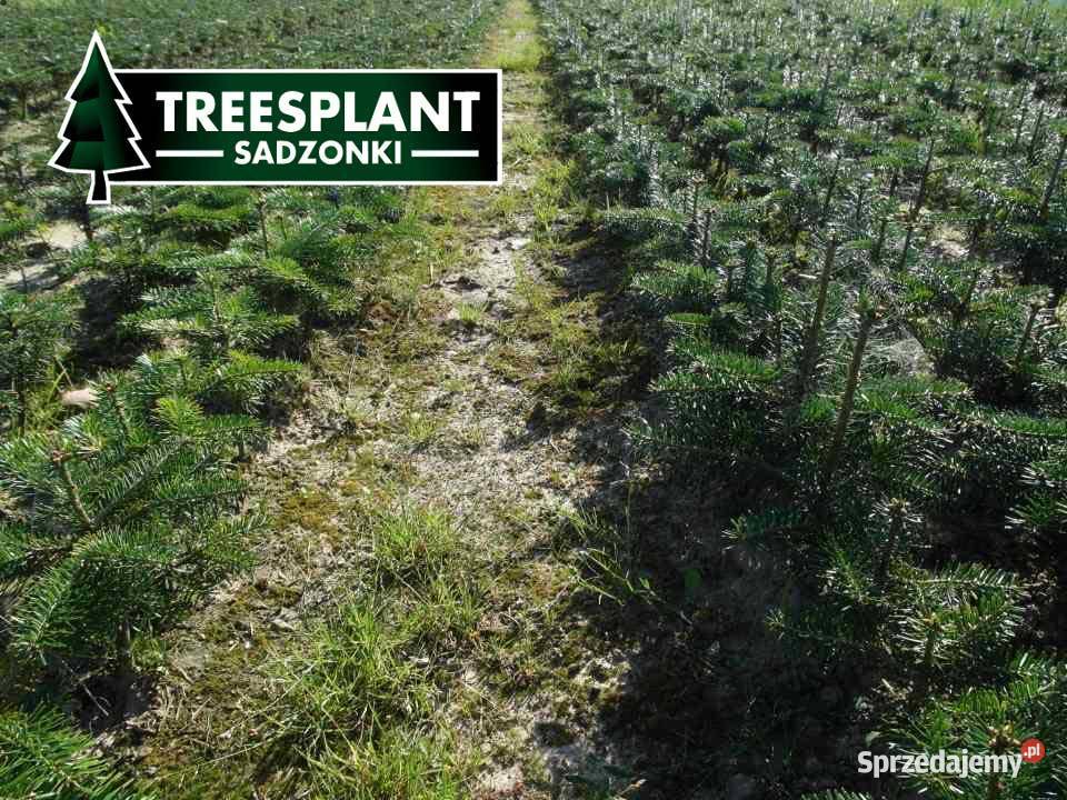 Sadzonki Jodły Kaukaskiej 2030 Na choinki świerk warmińsko-mazurskie Olsztyn
