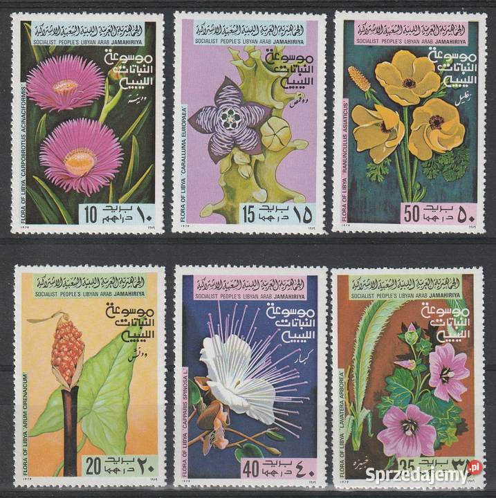 LIBIA KWIATY CZYSTE Łódź