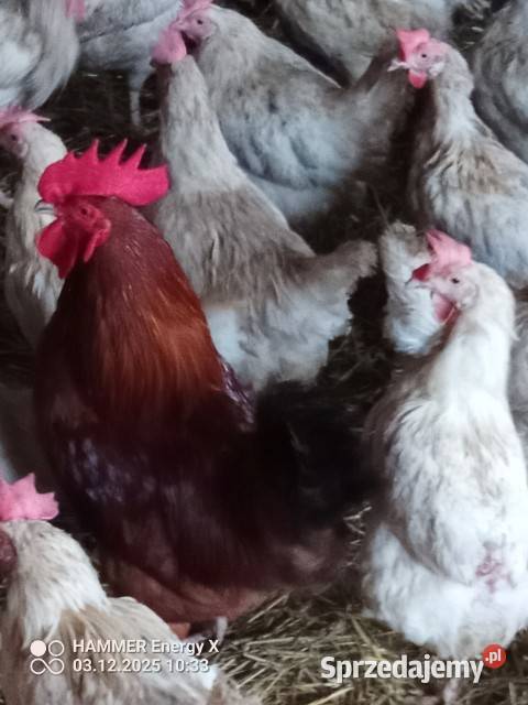 Sprzedam kury z jajkiem Dubielno