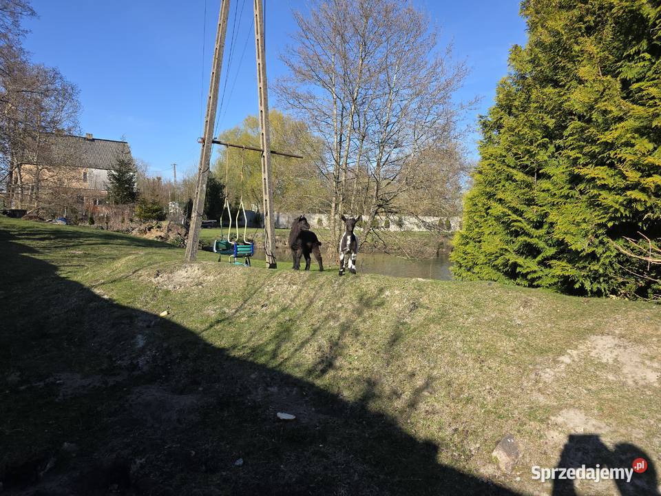 Parka koz miniaturek zachodniopomorskie Białogard