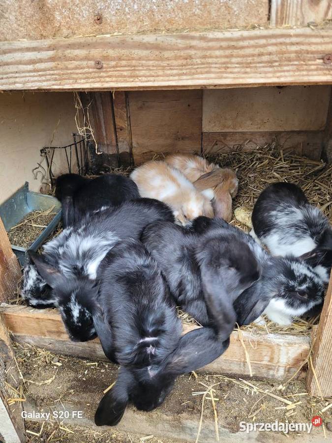 Barany francuskie Żłobizna