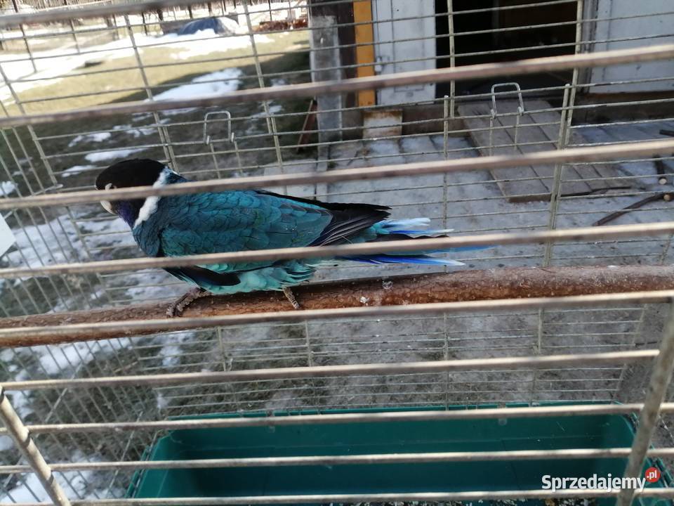 Sprzedam samca kragena niebieskiego podkarpackie