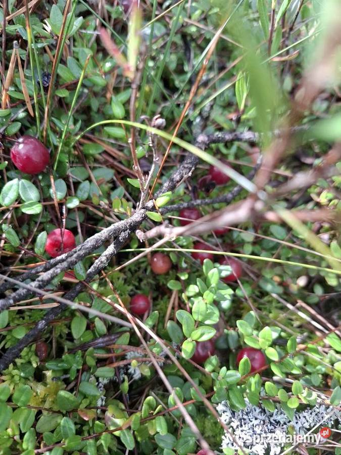 Żurawina bagiennaleśnabłotna litr Janów Lubelski sprzedam