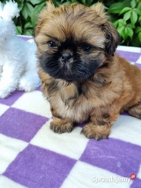 Pieski Shih Tzu zkwp fci gotowe do odbioru