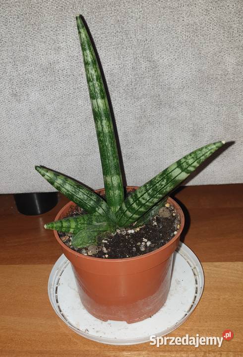 Sansewieria cylindryczna gruba Boncel sansa Kaktusy i sukulenty Warszawa