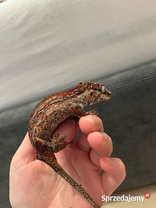 Gekon gargulcowy samica 4 sztuki Bielsko-Biała