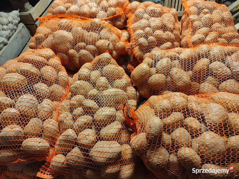 Ziemniaki jadalne Denar Catania Nowe Przybojewo sprzedam