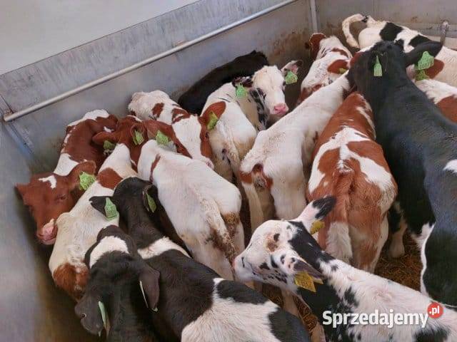 Sprzedam cielaki mięsne dolnośląskie Wołów